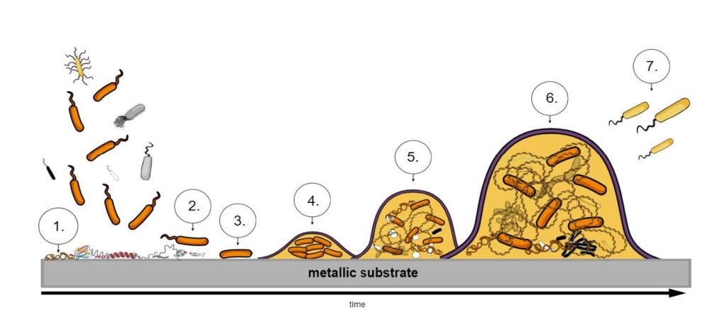 Microbial Corrosion in Mining 1 Figure 1 : Biofilm formation on steel.