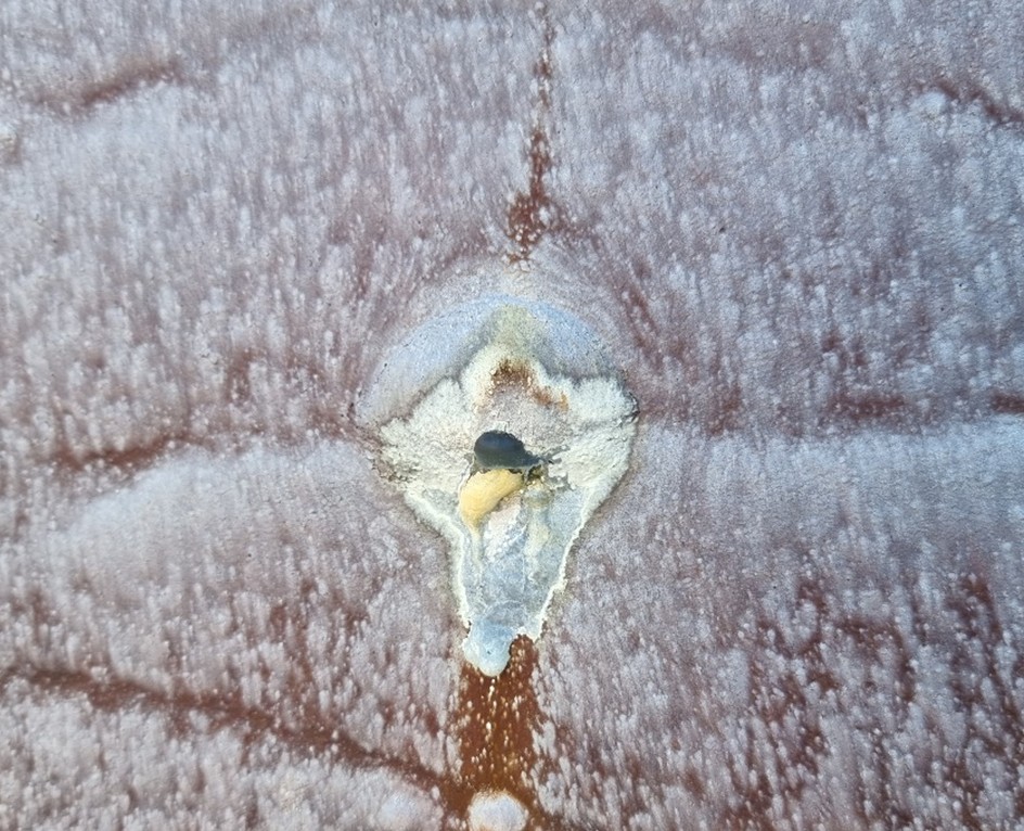 Microbial Corrosion in Mining 4 MIC in Mining Image 4